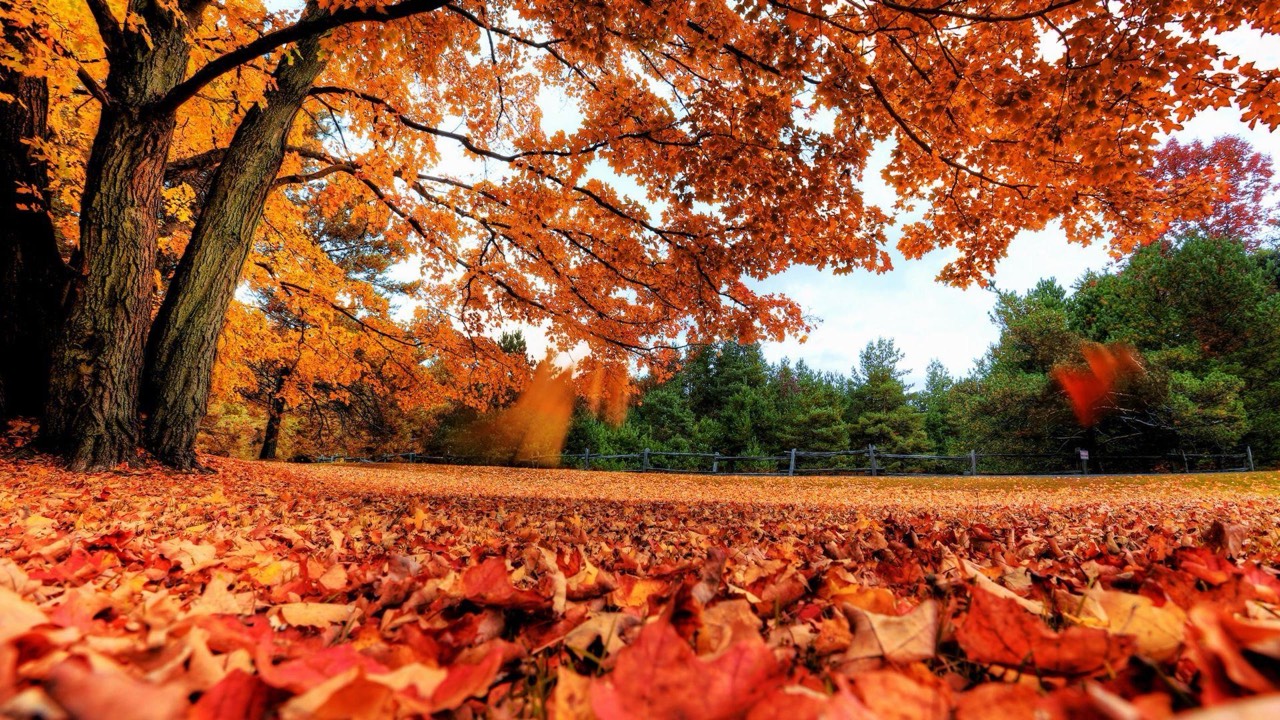 Autumn breeze desktop wallpaper