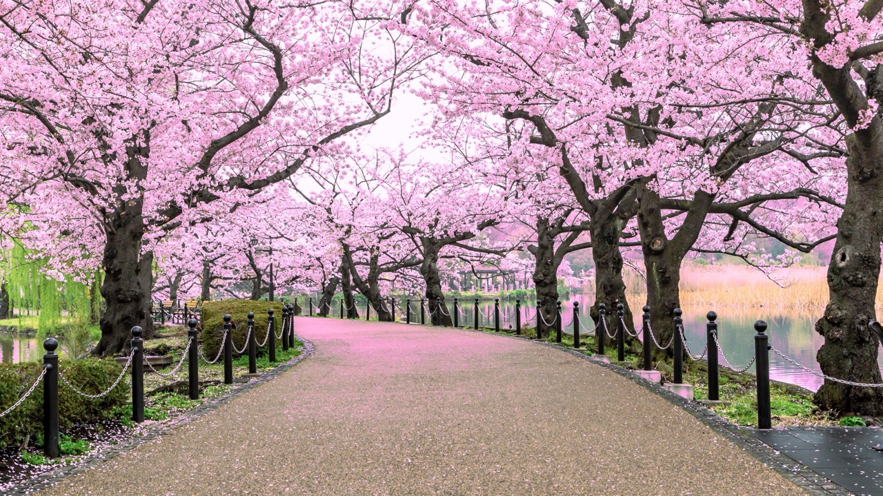 Spring bloom desktop wallpaper